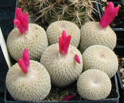 Epithelantha_neomexicana_1